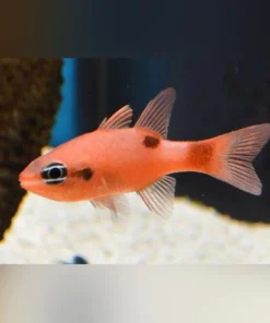 Flame Cardinalfish