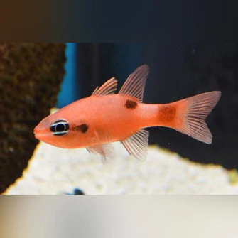 Flame Angelfish
