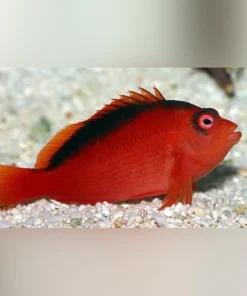 Flame Hawkfish