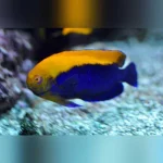 Flameback Angelfish 