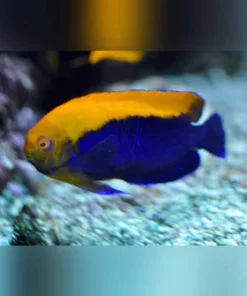 Flameback Angelfish 