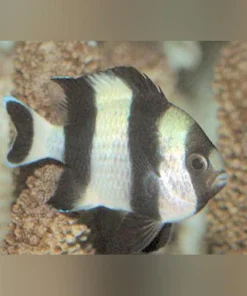 Four Stripe Damselfish