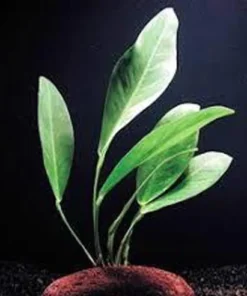 Frazeri Anubias