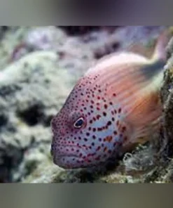 Freckled Hawkfish