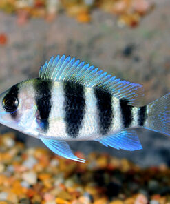 Frontosa Cichlid, Captive-Bred
