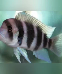 Frontosa Cichlid