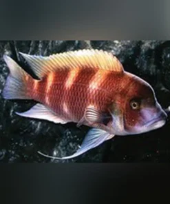 Frontosa Red
