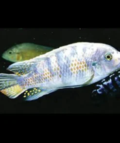 Fuelleborni Cichlid Orange Blossom