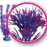 Fuschia Fern