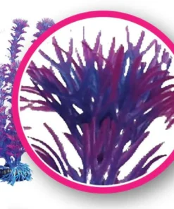 Fuschia Fern
