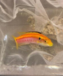 Yellow Candy Hogfish  