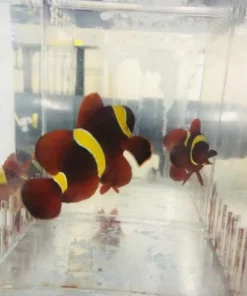 Gold Maroon Clownfish