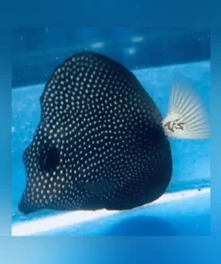 Gem Tang