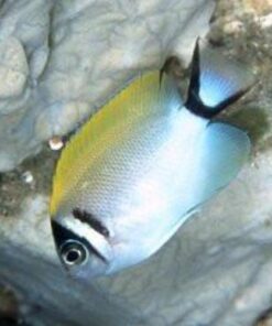 Masked Swallowtail Angelfish