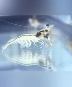 Ghost Shrimp (Pack of 20)