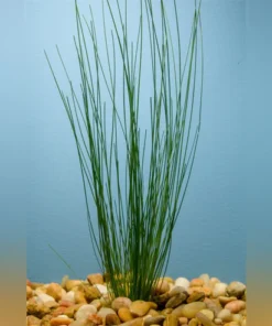 Giant Hairgrass Potted