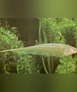 Glass Knifefish
