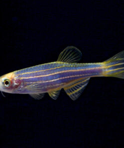 GloFish®, Cosmic Blue® Danio