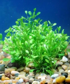 Glossostigma