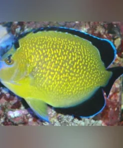 Goldflake Angelfish