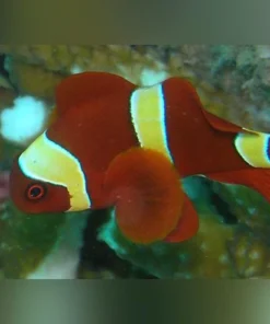 Alternative view of Gold Maroon Clownfish