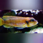 Gold Ocellatus Cichlid