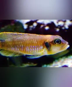 Gold Ocellatus Cichlid