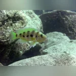 Gold Sexfasciatus Cichlid