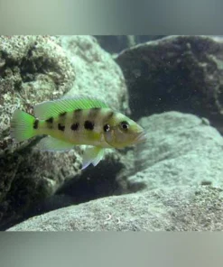 Gold Sexfasciatus Cichlid