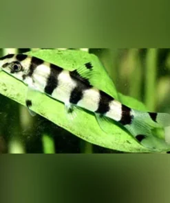 Gold Zebra Loach