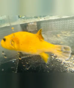 Golden Puffer