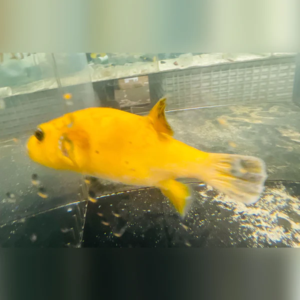 Golden Puffer