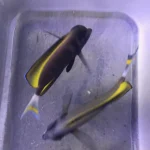 Gold Rim Tang