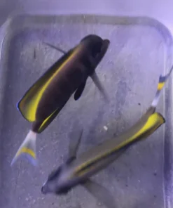 Gold Rim Tang