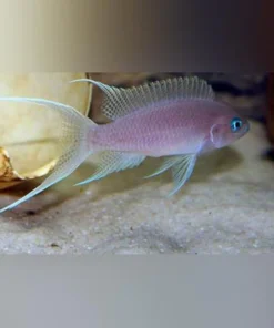 Gracilis Brichardi