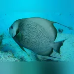 Gray  Angelfish
