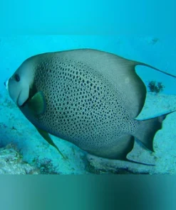 Gray  Angelfish