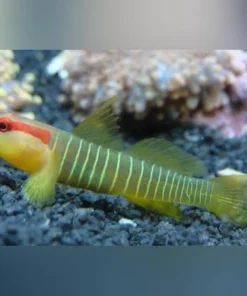 Green Banded Goby