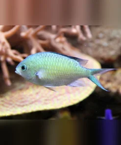 Green Chromis Damselfish