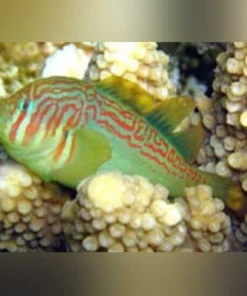 Green Clown Goby