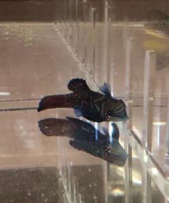 Green Mandarin Goby