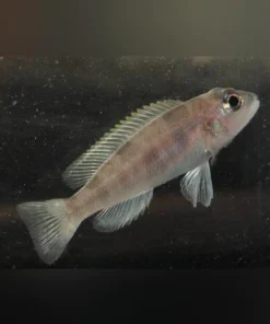 Hecqui Shell Dweller