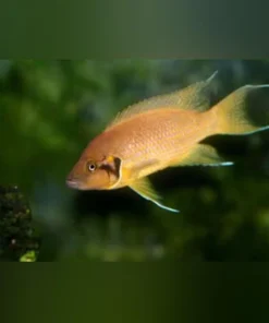 Heliantus Cichlid