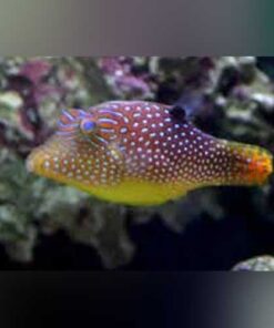 Honeycomb Puffer