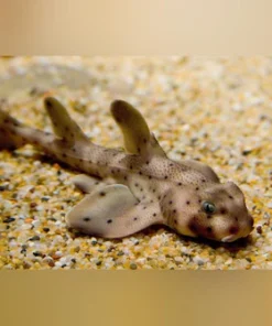 Horn Shark
