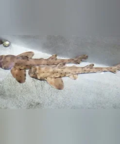 Alternative view of Horn Shark
