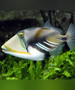 Huma Triggerfish