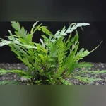 Hygrophila Pinnatifida