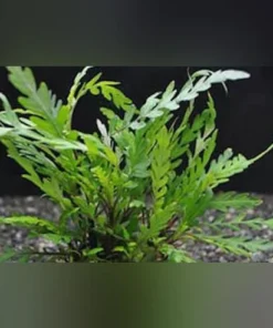 Hygrophila Pinnatifida