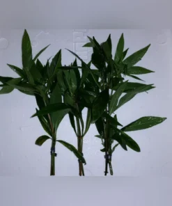 Hygrophila Willow